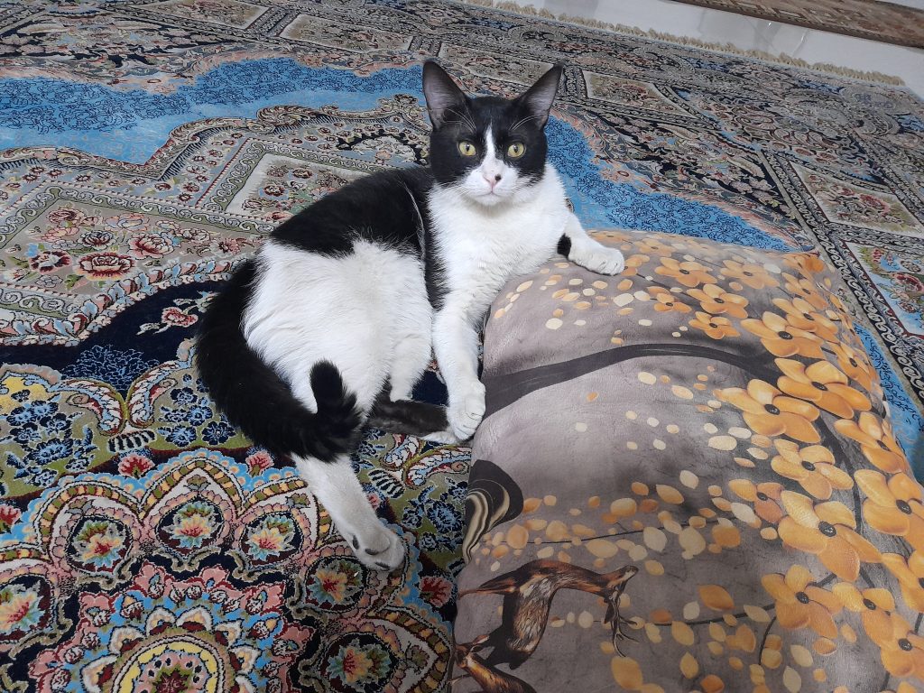واگذاری گربه یکساله نیم نر DSH