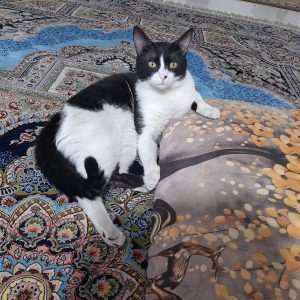 واگذاری گربه یکساله نیم نر DSH