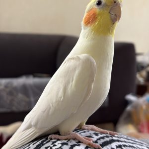عروس هلندی گمشده سفید در محله صمدو