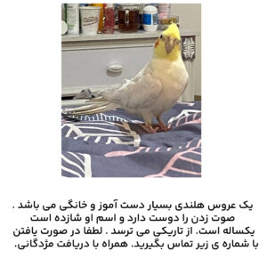 عروس هلندی گمشده در محدوده قنات کوثر تهرانپارس
