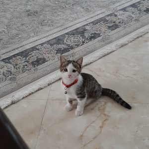 واگذارب به سرپرست مسئول و مهربان