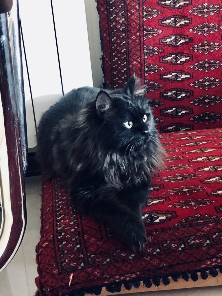 واگذاری گربه DLH نر 8 ماهه
