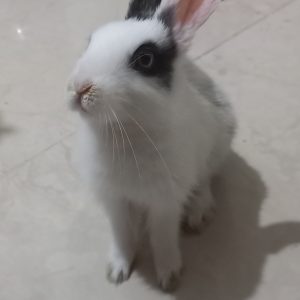 خرگوش ۱ ماهه ماده