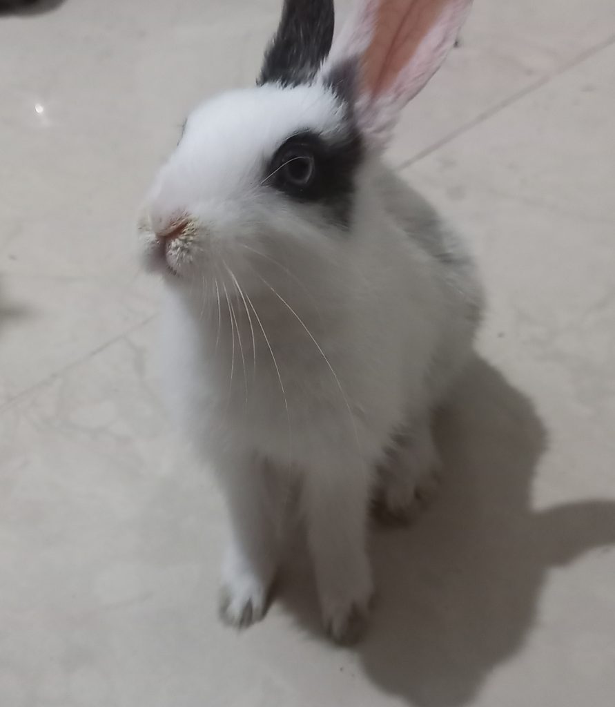 خرگوش ۱ ماهه ماده