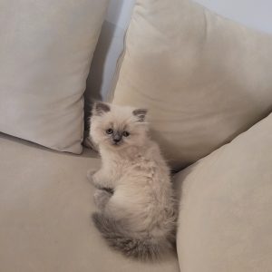 گربه پرشین اسکاتیش ماده دو ماهه