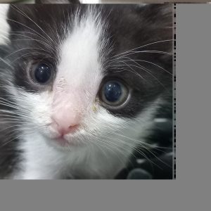 واگذاری گربه Dsh و ۲ ماهه