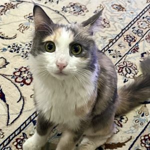 واگذاری گربه DLH (کالیکو کمرنگ) ماده