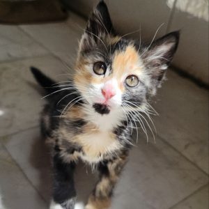 واگذاری گربه ماده ۲ ماهه دی اس اچ