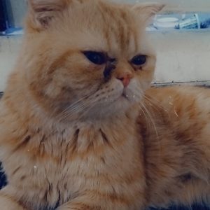 گربه اسکاتیش نر و ماده یکساله و هشت ماهه