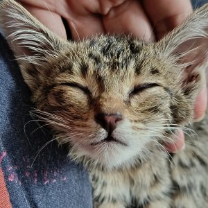واگذاری رایگان بچه گربه نر دو ماهه DSH