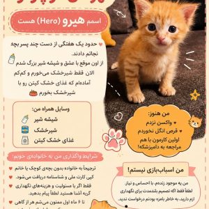 گربه حدودا یک ماهه DSH ماده به اسم هیرو