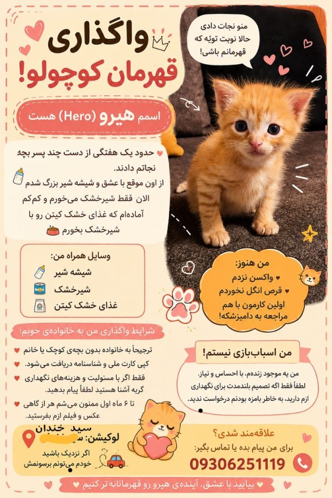 گربه حدودا یک ماهه DSH ماده به اسم هیرو