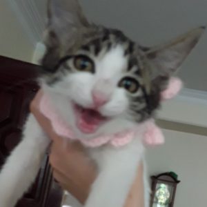 خانم گربه مهربون
