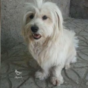 شیتزو گمشده در خیابان مفتح