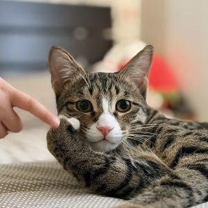 گربه نژاد dsh نر 8 ماهه واکسن زده