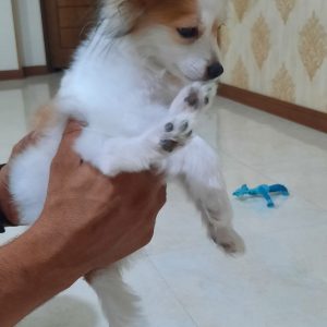 واگذاری سگ پامر ماده 4 ماهه