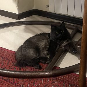 واگذاری گربه DLH نر 8 ماهه