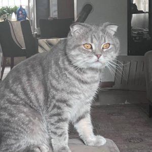 دو گربه زیبا نر زیبای 6 ساله