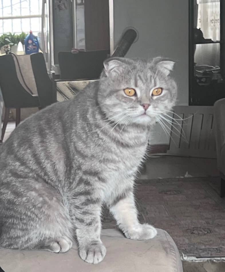 دو گربه زیبا نر و ماده 6 ساله
