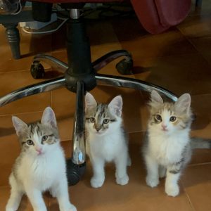 واگذاری سه بچه گربه دوست داشتنی