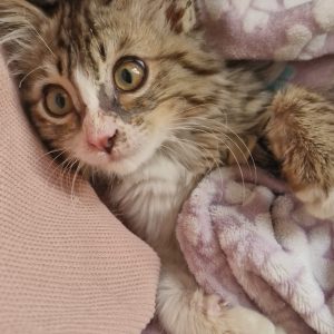 واگذاری گربه DLH پنجاه روزه نر