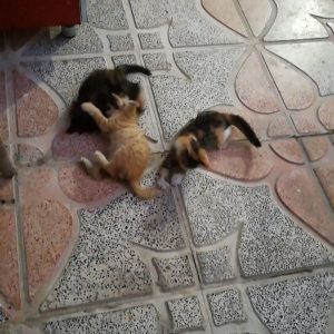 سه عدد بچه گربه 3 ماهه