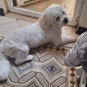 واگذاری شیتزو نر ۹ماهه