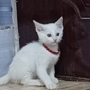 گربه نژاددار خائومانی 4ماهش واکسن نخورده