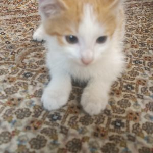 بچه گربه ۴۰ روزه DSH نر واگذاری رایگان