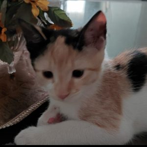 واگذاری گربه ملوس و دوست داشتنی 3 ماهه DSH