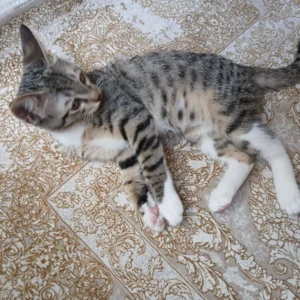 گربه دی‌اس‌اچ 4 ماهه بازیگوش