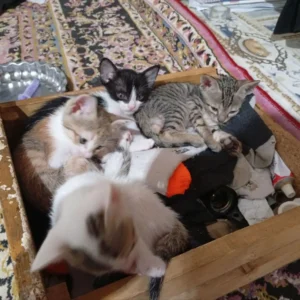 ۴عدد گربه خانگی رایگان DSH