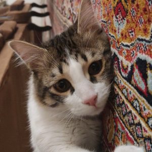 واگذاری گربه DSH نر 1 ساله با مشکل قلبی
