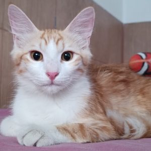 واگذاری بچه گربه ماده 5 ماهه