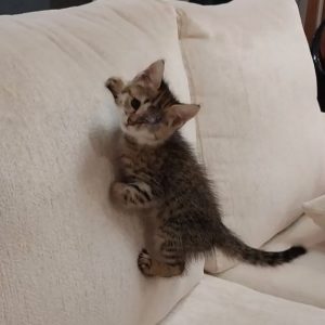 بچه گربه DSH ماده 1 ماهه یک چشم تخلیه شده