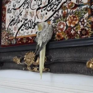عروس هلندی گمشده در آق تپه خیابان ششم