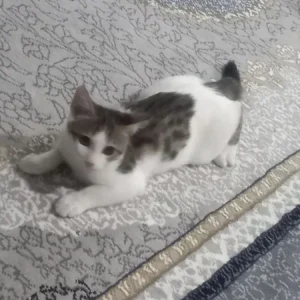 واگذاری ‌گربه نر 4ماهه دی اس اچ