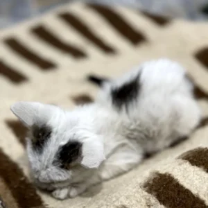 بچه گربه حمایتی کوچولوی بی گناه