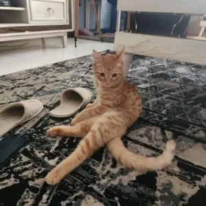 واگذاری دارچین گربه نر 2ساله نارنجی DSH