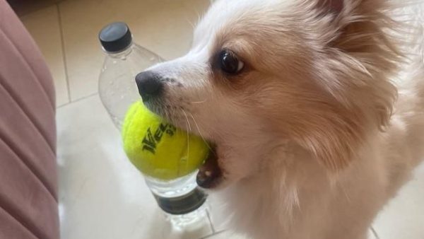 lost-dog-22