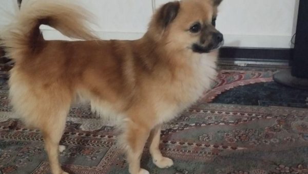 lost-dog-24