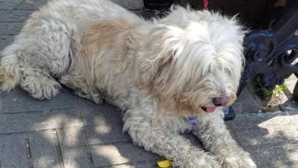 lost-dog-25