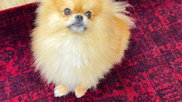 vag-dog-46