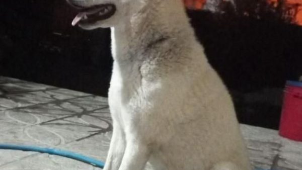 vag-dog-47